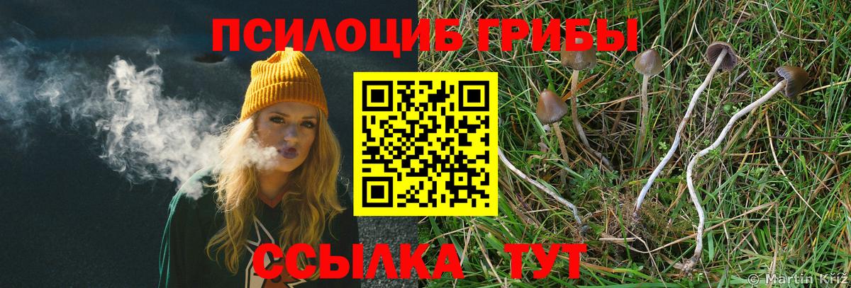 Галлюциногенные грибы Psilocybine cubensis Горно-Алтайск